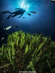 [:b:]Med Sea[:/b:] by Francesco Pacienza 